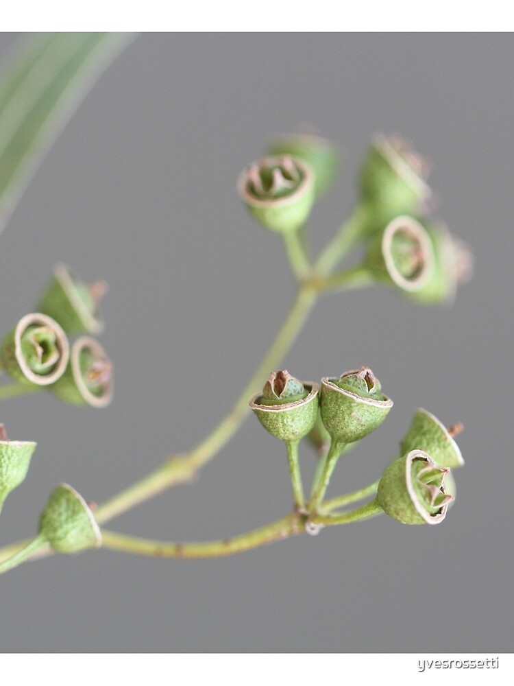 graceful pods by yvesrossetti