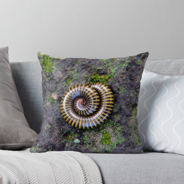 Item preview, An Animated Spiral - Ankgor, Cambodia. designed and sold by Tiffany Lenoir.