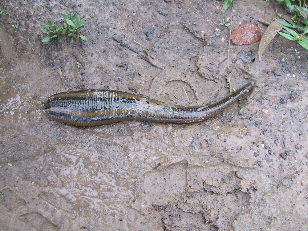 tiger leech tiger leech