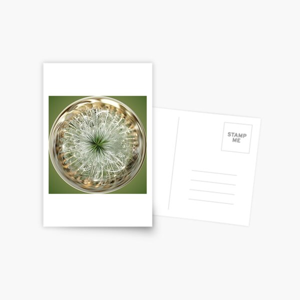 Dandelion Sphere Postcard