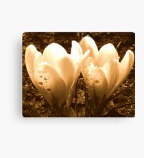 Crokus in Sepia Canvas Print