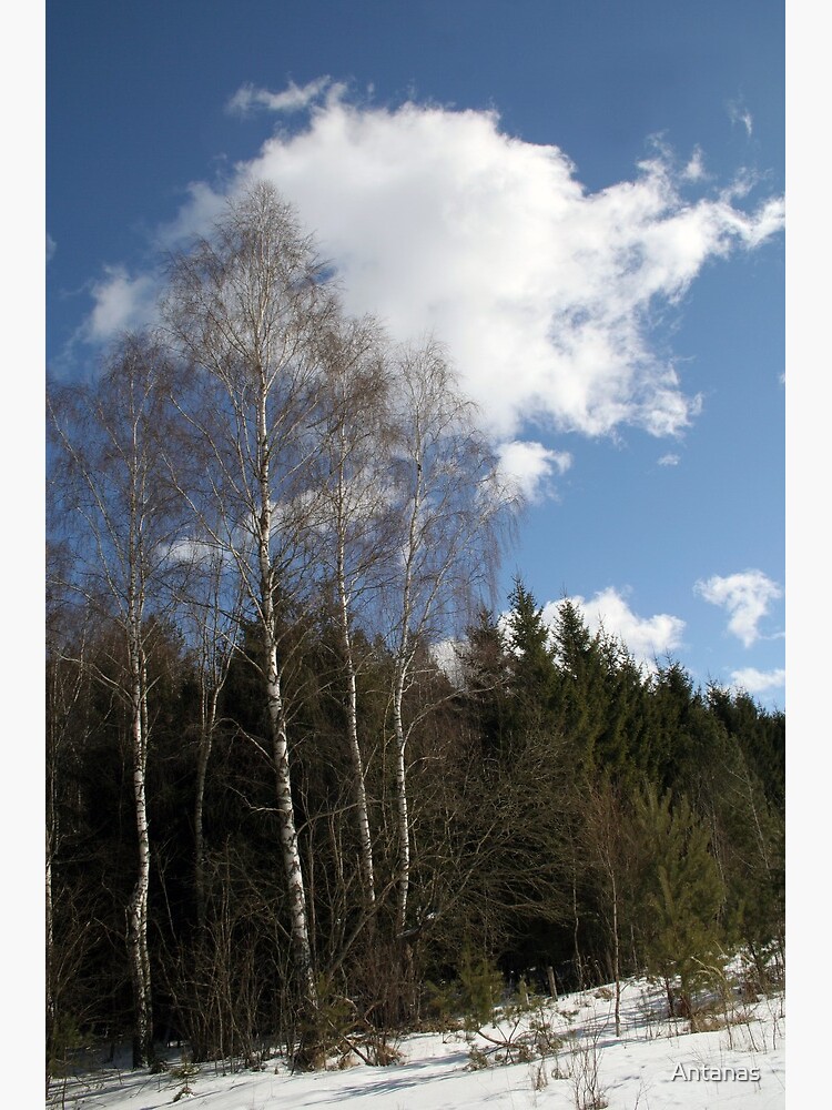 Winter Sunshine by Antanas