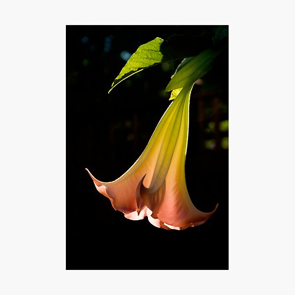 Brugmansia Flower Photographic Print