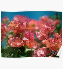 Bali Bougainvilleas Poster