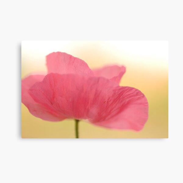 La Poppy Canvas Print