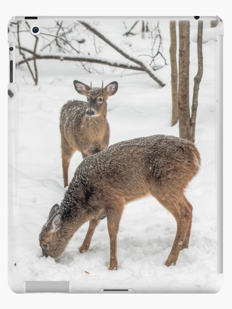 White Tail Deer Hide: #1: Gallery Item
