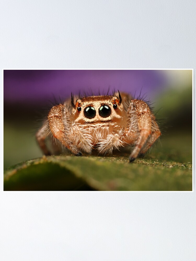 cute jumping spider\