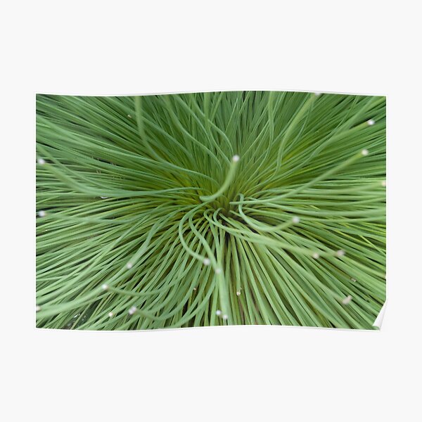 Grass Tree Poster