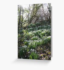 Snowdrops in Cornish Woodland Grußkarte