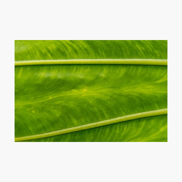 Closeup of an Elephant Plant Leaf Photographic Print