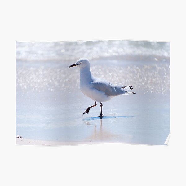 Sea Gull Poster