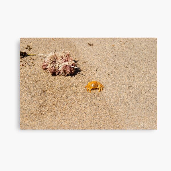 Beach Wildlife - Crab Metal Print