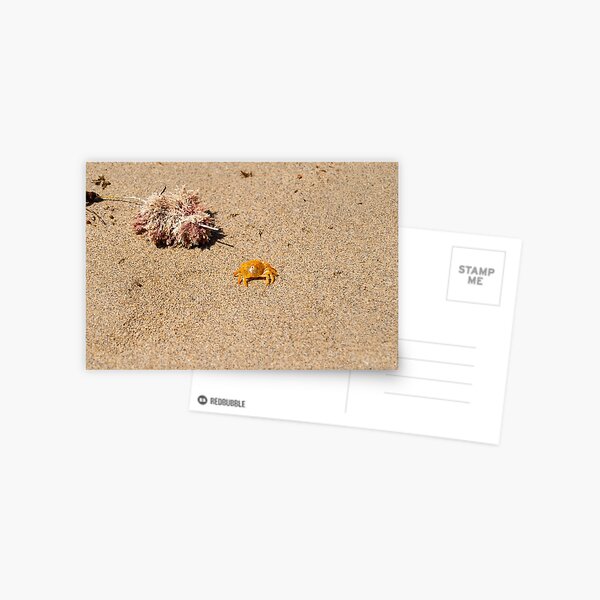 Beach Wildlife - Crab Postcard