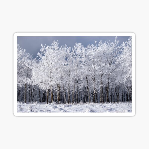 Item preview, Winter woods in the foothills designed and sold by CanadianWild418.