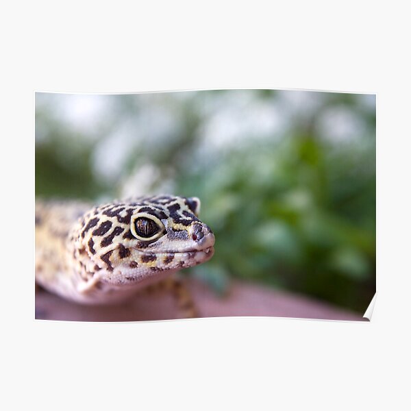 Leopard Gecko Poster