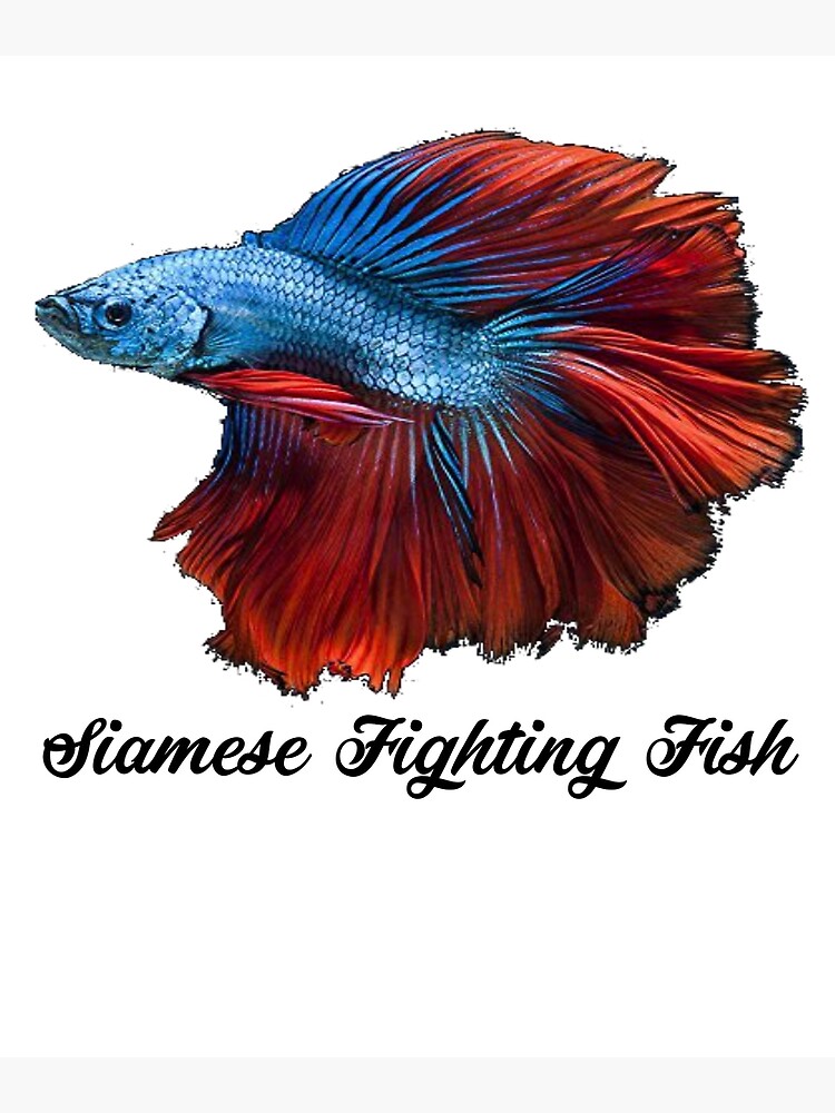 Siamesischer Kampffisch Siamesischer Kampffisch Anstrich Fisch Geschenk Geschenk Fur Siamesischer Kampffischbesitzer Fischmalerei Grusskarte Von Galvanized Redbubble