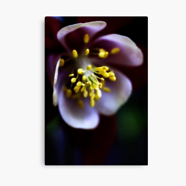 glowing Canvas Print