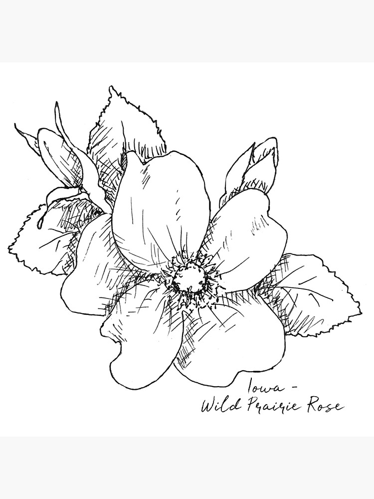 wild-prairie-rose-iowa-state-flower-illustration-by-journey-home-made