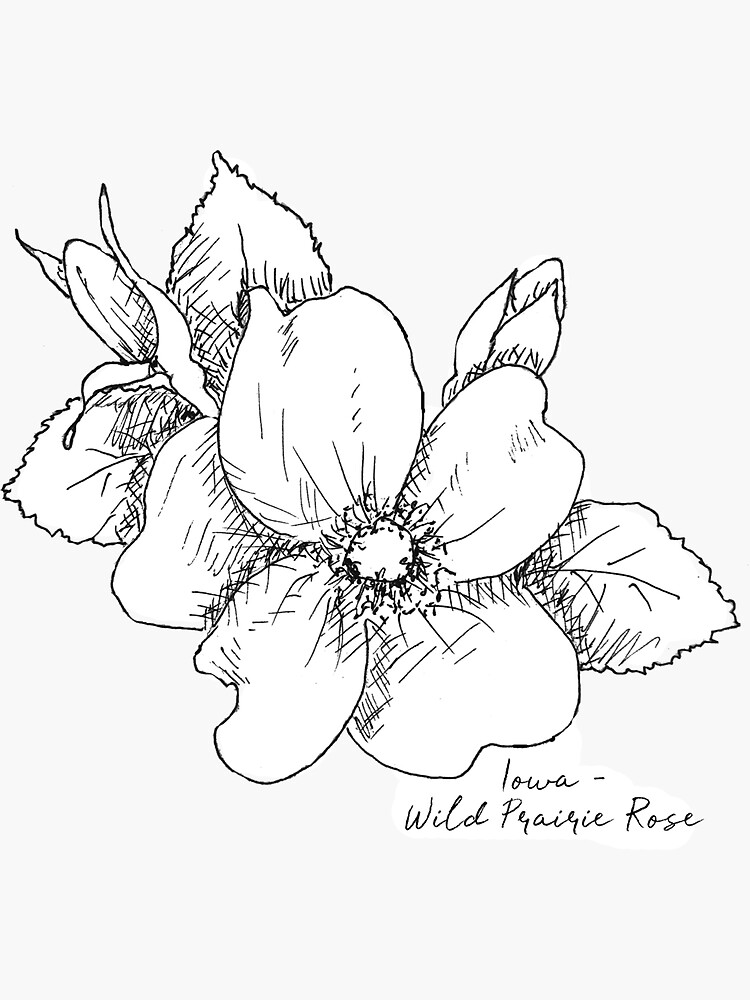 "Wild Prairie Rose Iowa State Flower Illustration By Journey Home Made