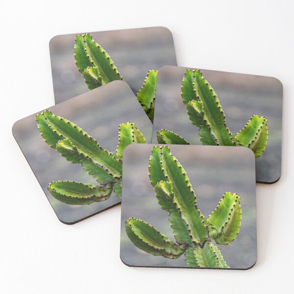 Aperçu de l'œuvre Cactus vert créée et vendue par iCimages.net.
