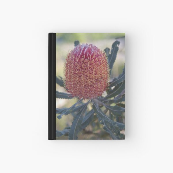 Item preview, Banksia menziesii designed and sold by Gnangarra.