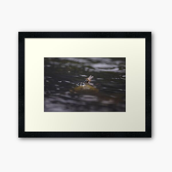 Rising trout Photography 3 Framed Art Print