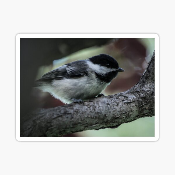 Chickadee Perched. Sticker