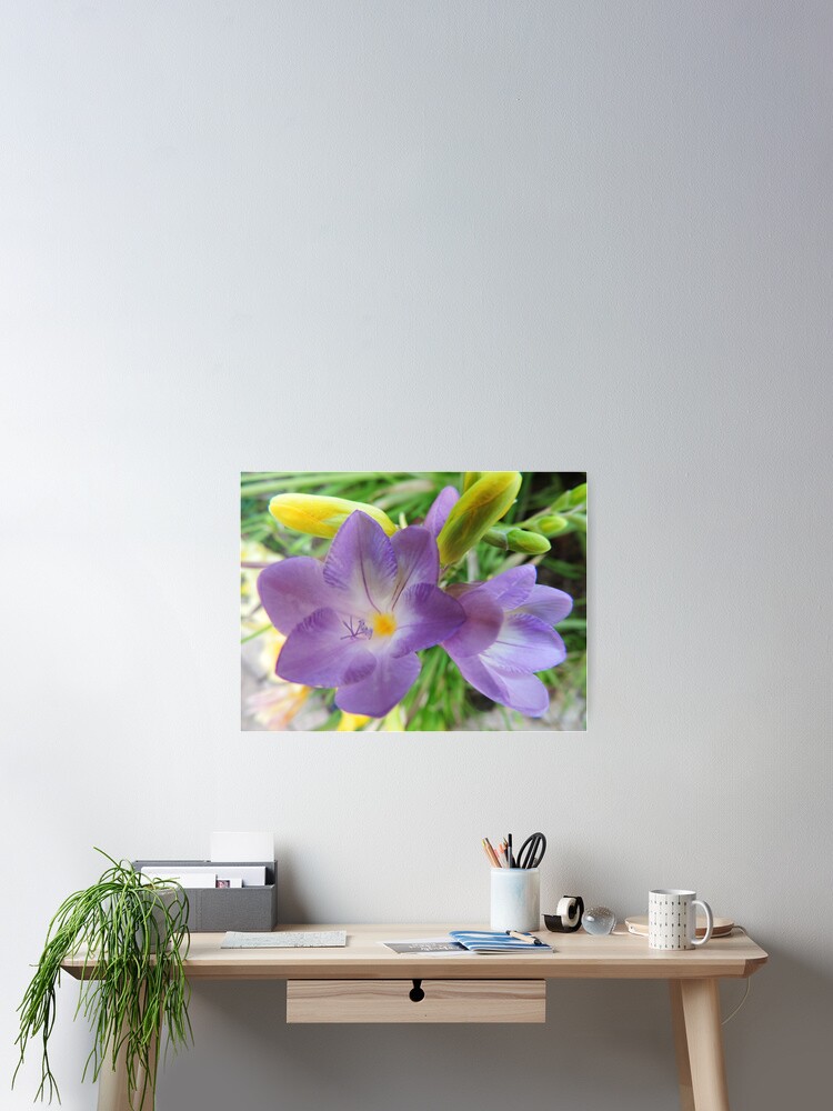 Thumbnail 2 of 3, Poster, Delicate Freesia designed and sold by blossom.