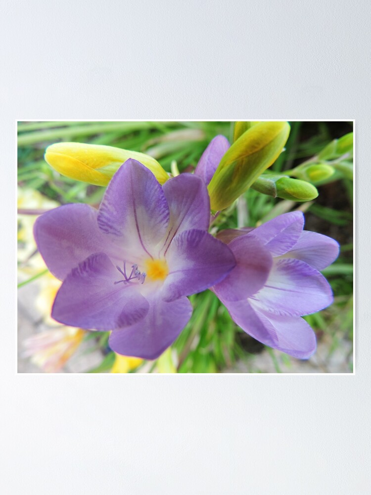 Thumbnail 1 of 3, Poster, Delicate Freesia designed and sold by blossom.