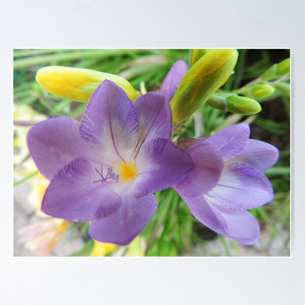 Item preview, Delicate Freesia designed and sold by Marilyn Harris.