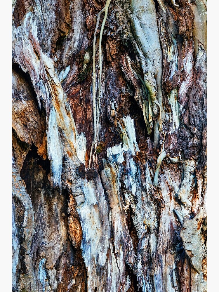 Decaying tree trunk by fardad