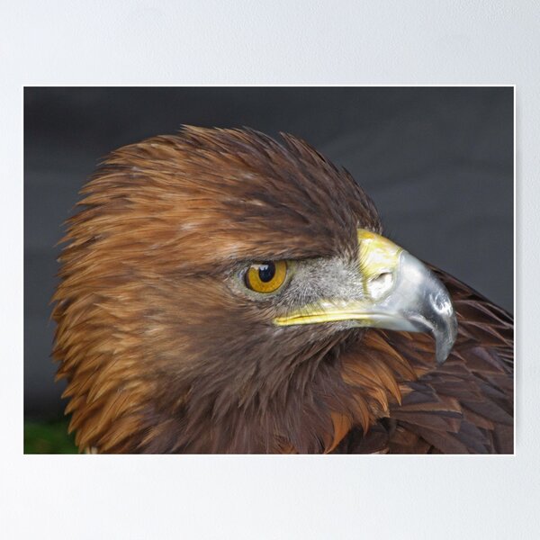 Item preview, Golden Eagle designed and sold by JUDI2008.
