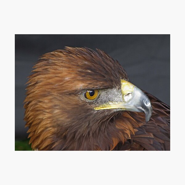 Item preview, Golden Eagle designed and sold by JUDI2008.