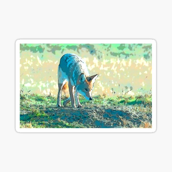 Coyote on the prowl Sticker