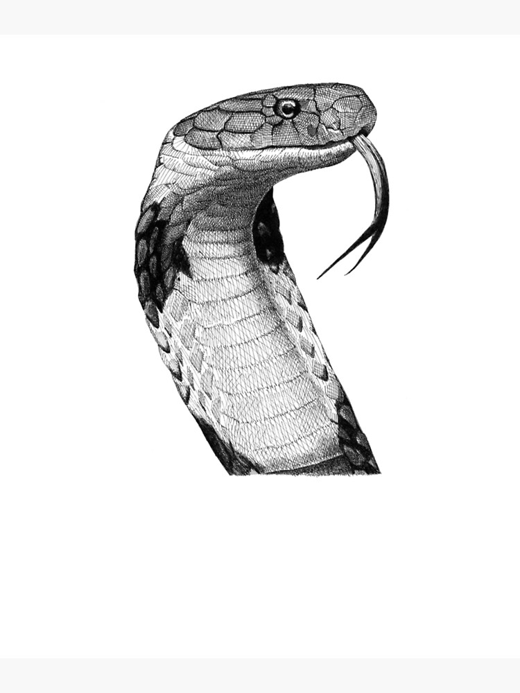 How to Draw a Snake (King Cobra) - YouTube