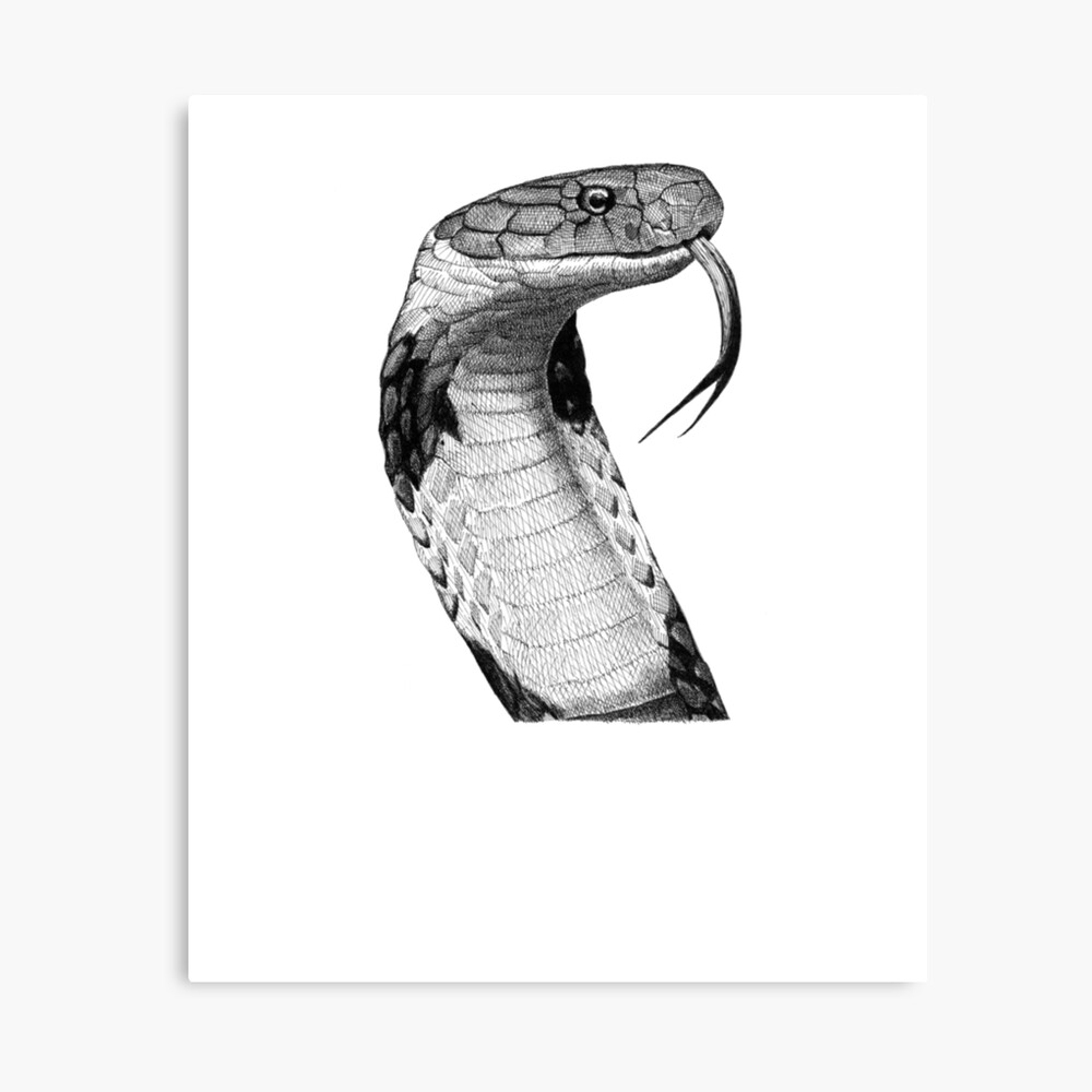 King Cobra | Snake tattoo design, King cobra tattoo, Cobra tattoo