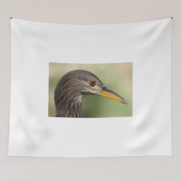 Item preview, Portrait of a juvenile Black Crowned Night Heron  designed and sold by RichImage.