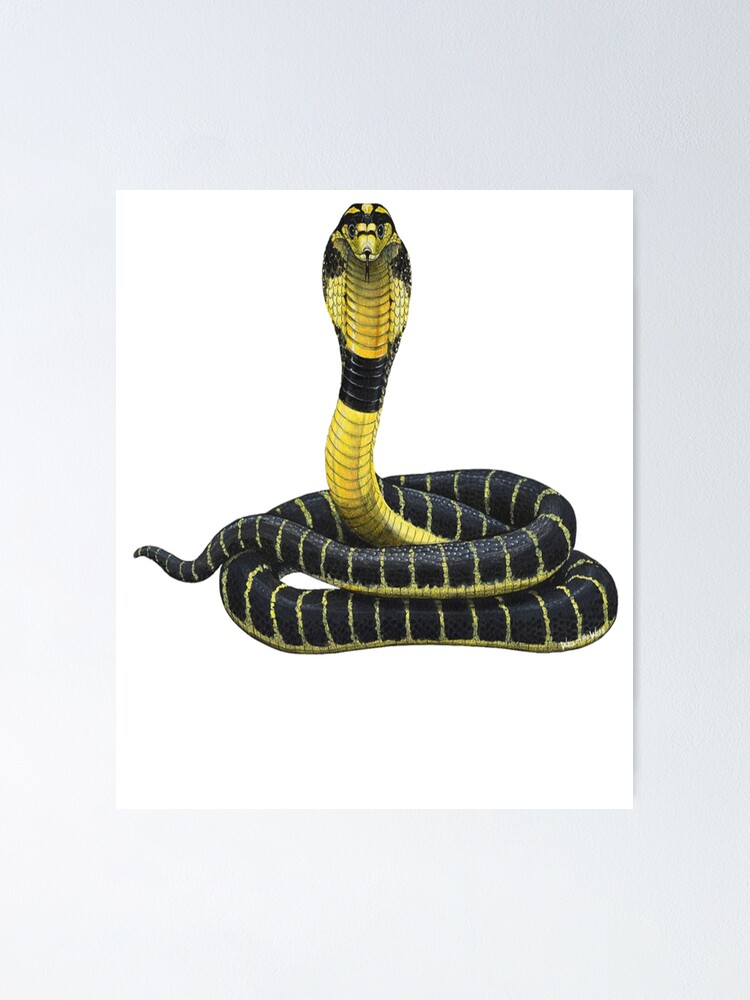 Póster «Cobra - Serpiente - Camisa Cobra - Camisa Serpiente - Dibujo Cobra  - Dibujo Cobra - Regalo Serpiente - Amantes De La Serpiente - Regalo Cobra»  de Galvanized | Redbubble