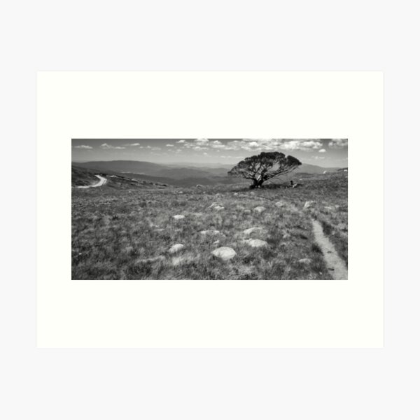 Item preview, Tree on Mt Stirling, Victoria designed and sold by Ashpix.