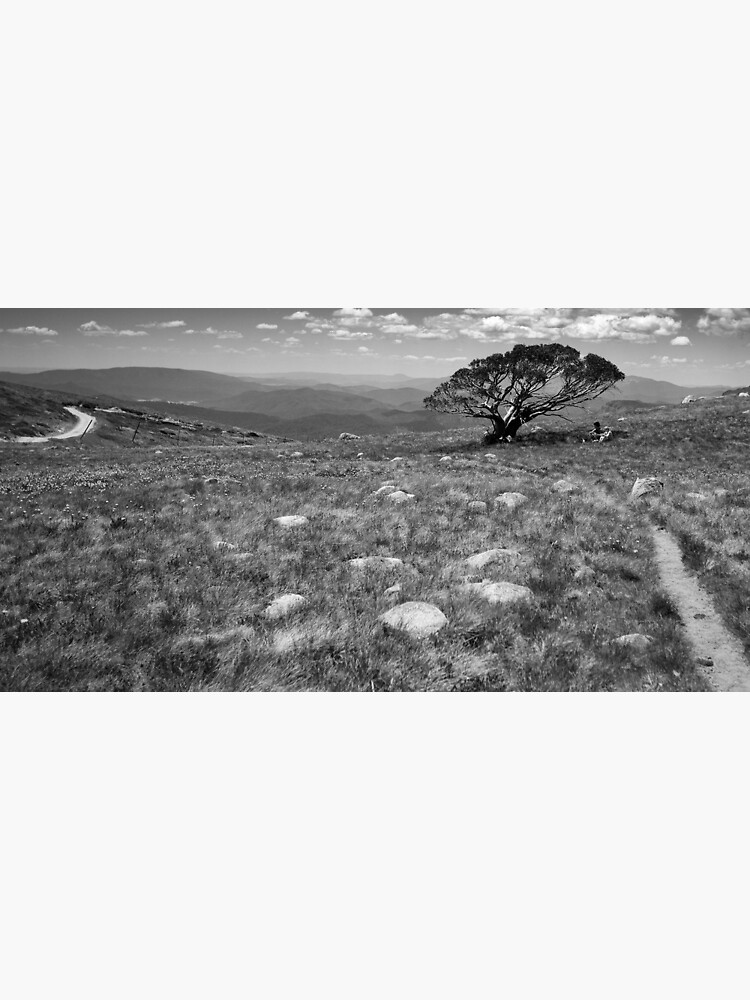 Tree on Mt Stirling, Victoria by Ashpix