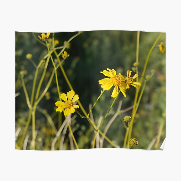 Wildflowers Poster