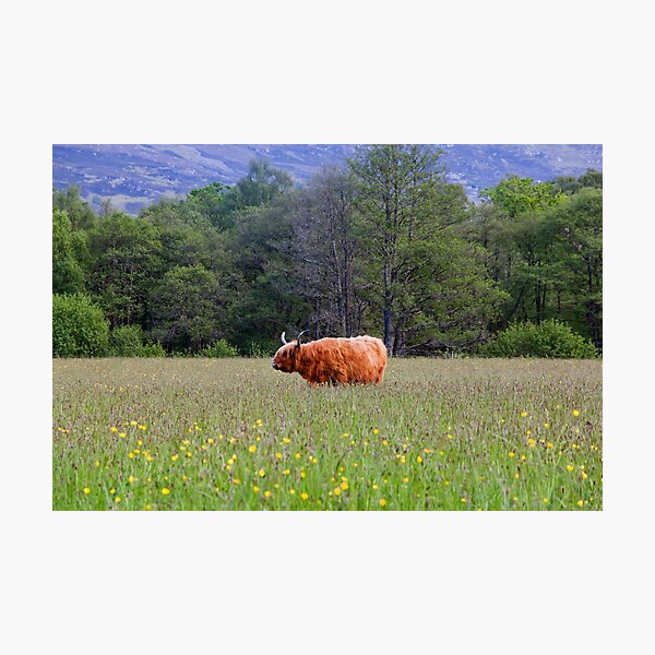 Scottish Highlands Cow Photographic Print