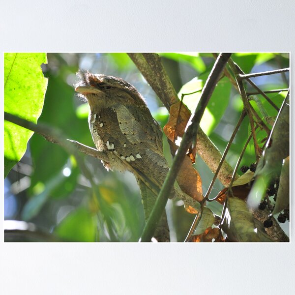 Item preview, Sri Lanka Frogmouth (Batrachostomus moniliger), Periyar NP, Kerala, India designed and sold by sahoaction.