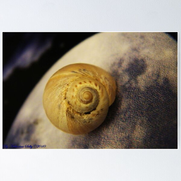 Artikelvorschau, A super macro shot of a shell entworfen und verkauft von Kathy Selby.