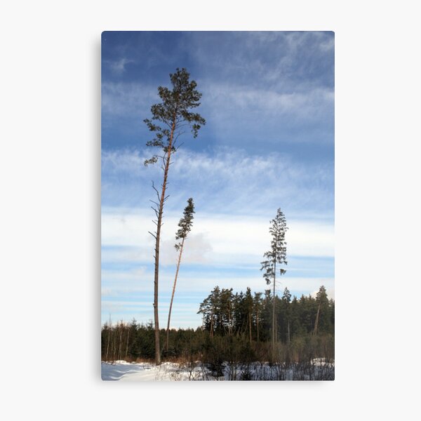 Pines and Sky Metal Print