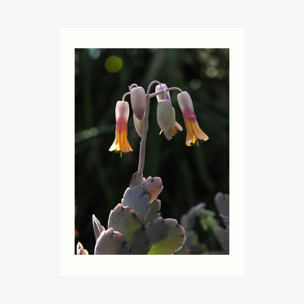 Succulent - Garfield Park Conservatory Art Print