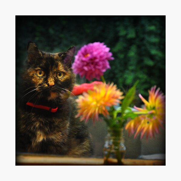 Shelley ~ Photographic Print