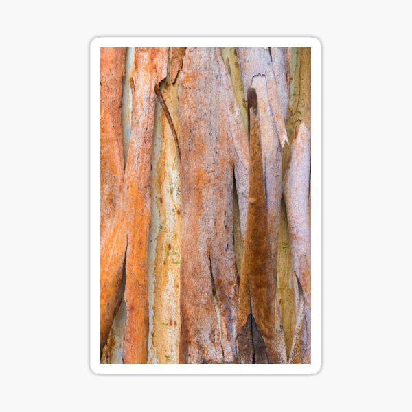 Eucalyptus tree bark texture, colourful natural abstract pattern Sticker