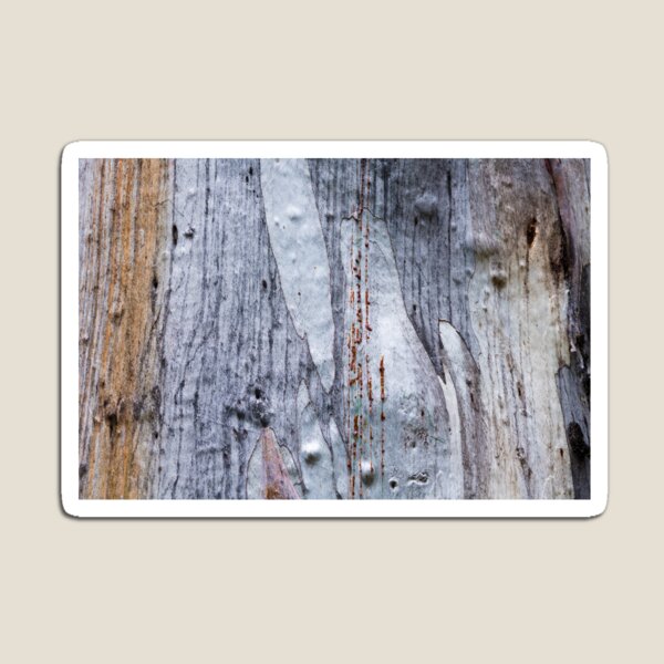 Eucalyptus tree bark texture, colourful natural abstract pattern Magnet