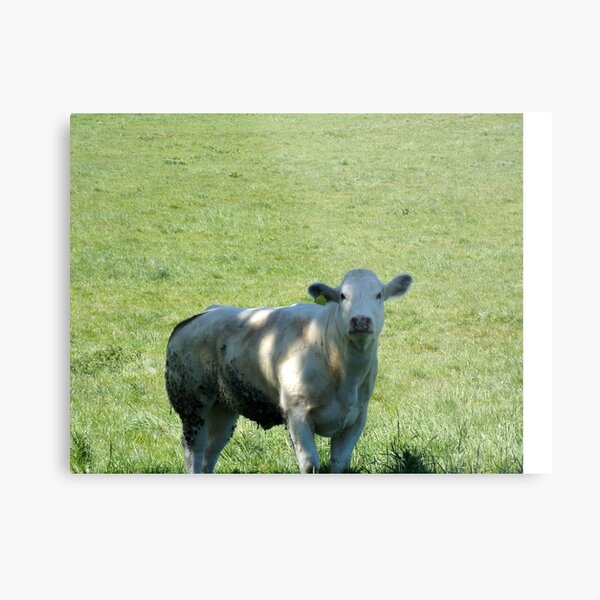 Cow Metal Print